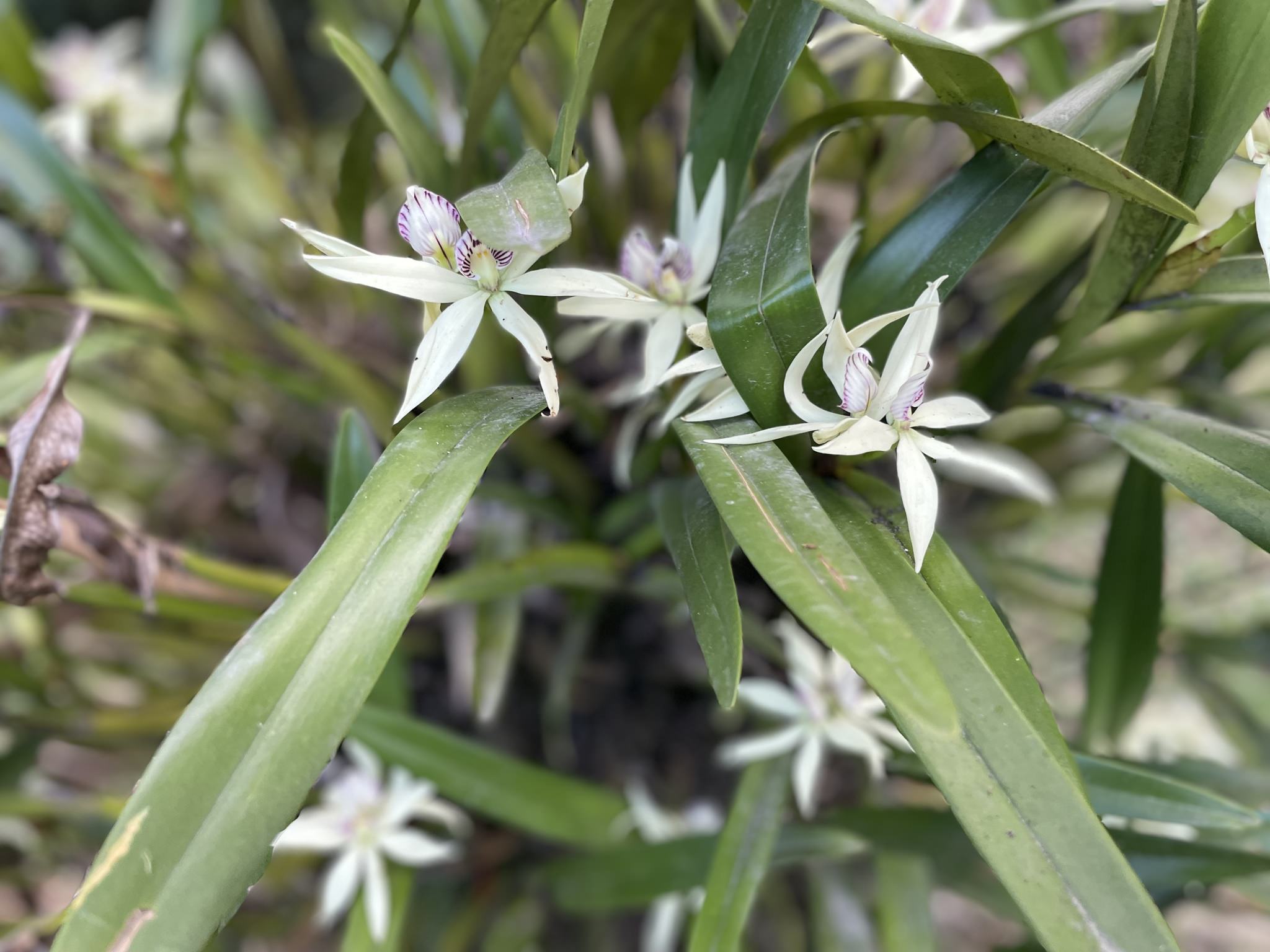 Prosthechea baculus